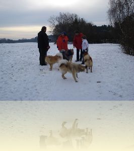 Spaziergang am 18.01.2009 in Wolkersdorf bei Nuernberg